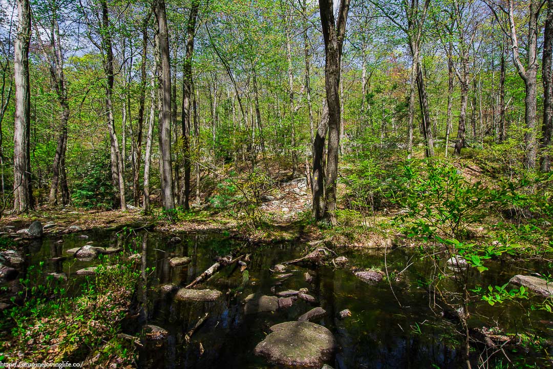 yellow trail top view